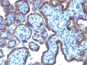 Immunohistochemical analysis of formalin-fixed, paraffin-embedded human placenta using Anti-MAML3 Antibody [MAML3/1303]