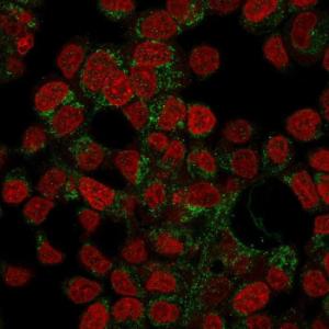 Immunofluorescent analysis of HepG2 cells stained with Anti-Prohibitin Antibody [PHB/3194] (CF&#174; 488) (Green). Nuclear counterstain is RedDot.