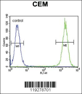 Anti-CTSA Rabbit Polyclonal Antibody