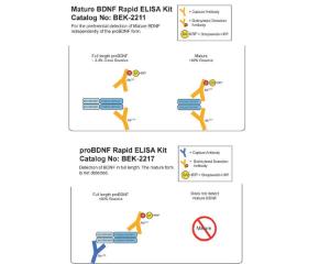 Graphical representation of mature BDNF (BEK-2211) and proBDNF (BEK-2217) assay setups and BDNF isoform cross-reactivities. BEK-2240 combines both assays in 1 kit.