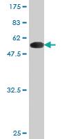 Anti-BID Mouse Monoclonal Antibody [clone: 3E8-1B10]