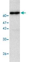 Anti-CTSC Mouse Monoclonal Antibody [clone: 97a6]