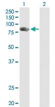 Anti-NCKIPSD Mouse Polyclonal Antibody