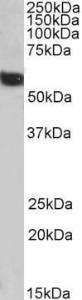 Antibody anti-FTCD A83550-100 100 µg