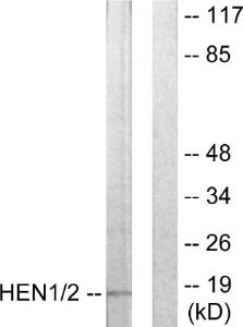 Anti-HEN1 + HEN2 Rabbit Polyclonal Antibody