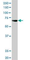 Anti-ALPPL2 Rabbit Polyclonal Antibody