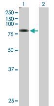 Anti-TMTC1 Mouse Polyclonal Antibody