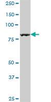 Anti-NCKIPSD Mouse Polyclonal Antibody