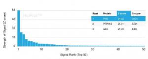 Analysis of protein array containing more than 19,000 full-length human proteins using Anti-Prohibitin Antibody [PHB/3194