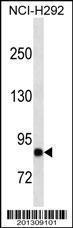 Anti-BCL6 Mouse Monoclonal Antibody [clone: 305CT16.3.3]