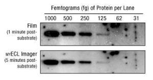 Protein immunodetection reagents, SuperSignal™ West Dura extended duration substrate