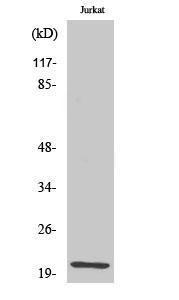 Anti-HEN1 + HEN2 Rabbit Polyclonal Antibody