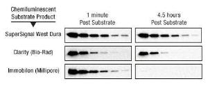 Protein immunodetection reagents, SuperSignal™ West Dura extended duration substrate