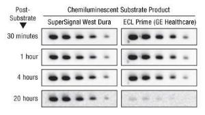 Protein immunodetection reagents, SuperSignal™ West Dura extended duration substrate