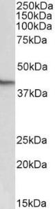 Anti-Nanog Antibody (A85213) (0.5µg/ml) staining of NIH3T3 lysate (35µg protein in RIPA buffer). Primary incubation was 1 hour. Detected by chemiluminescence.