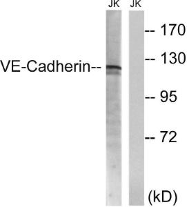 Western blot analysis of lysates from Jurkat cells using Anti-VE-Cadherin Antibody The right hand lane represents a negative control, where the antibody is blocked by the immunising peptide