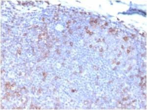 Immunohistochemical analysis of formalin-fixed, paraffin-embedded human tonsil tissue using Anti-Fas Ligand Antibody [FASLG/4453]