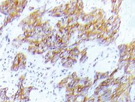 Anti-FLT3 Rabbit Polyclonal Antibody