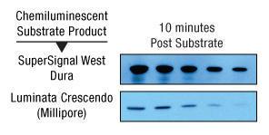 Protein immunodetection reagents, SuperSignal™ West Dura extended duration substrate