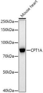 Antibody A309159-100 100 µl