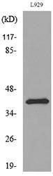 Western blot analysis of lysate from L929 cells using Anti-PDGFD Antibody