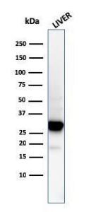 Western blot analysis of human liver tissue lysate using Anti-Prohibitin Antibody [PHB/3194]