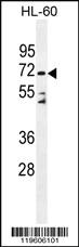 Anti-DPP3 Rabbit Polyclonal Antibody [clone: 137CT26.1.1]