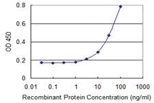 Anti-NCKIPSD Mouse Monoclonal Antibody [clone: 1A10]