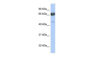 Anti-PNMA3 Rabbit Polyclonal Antibody