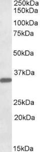 Anti-FGL1 Goat Polyclonal Antibody