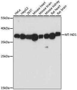 Western blot analysis of extracts of various cell lines, using Anti-MT-ND1 Antibody (A93262) at 1:1000 dilution