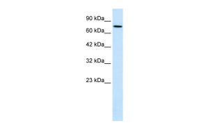 Anti-WHSC1 Rabbit Polyclonal Antibody