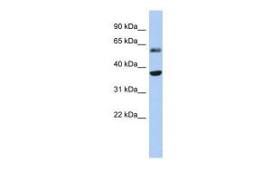 Antibody used in WB on Human Heart at 0.2-1 µg/ml.