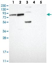 Anti-PUS7 Rabbit Polyclonal Antibody