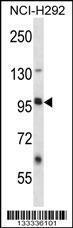 Anti-LRRC8B Rabbit Polyclonal Antibody (APC (Allophycocyanin))