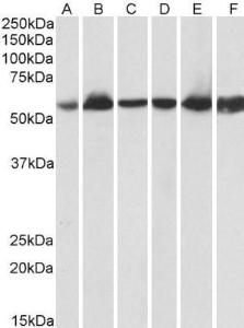 Antibody anti-HSPD1 100 µg