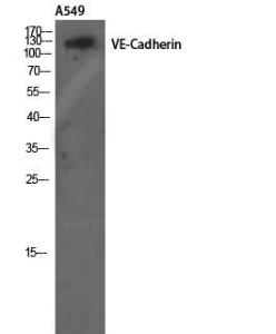 Western blot analysis of A549 using Anti-VE-Cadherin Antibody