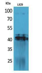 Western blot analysis of L929 cells using Anti-PDGFD Antibody