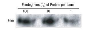 Protein immunodetection reagents, SuperSignal™ West Femto maximum sensitivity substrate