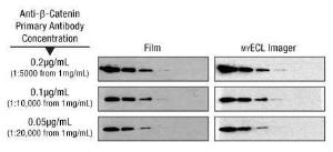 Protein immunodetection reagents, SuperSignal™ West Femto maximum sensitivity substrate