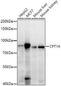 Antibody A309159-100 100 µl