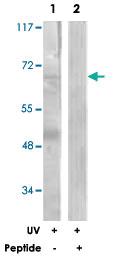 Anti-CDC25B Rabbit Polyclonal Antibody