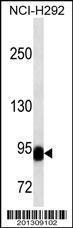 Anti-BCL6 Mouse Monoclonal Antibody (FITC (Fluorescein Isothiocyanate)) [clone: 305CT16.3.3]