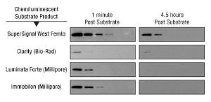 Protein immunodetection reagents, SuperSignal™ West Femto maximum sensitivity substrate