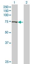 Anti-ATAD3B Mouse Polyclonal Antibody