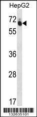 Anti-GUF1 Rabbit Polyclonal Antibody (APC (Allophycocyanin))