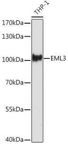 Western blot analysis of extracts of THP-1 cells, using Anti-EML3 Antibody (A306255) at 1:500 dilution. The secondary Antibody was Goat Anti-Rabbit IgG H&L Antibody (HRP) at 1:10000 dilution. Lysates/proteins were present at 25 µg per lane