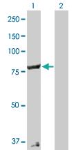 Anti-COG2 Rabbit Polyclonal Antibody