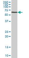 Anti-ATAD3B Mouse Polyclonal Antibody