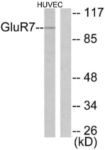 Western blot analysis of lysates from HUVEC cells using Anti-mGluR7 Antibody. The right hand lane represents a negative control, where the antibody is blocked by the immunising peptide.